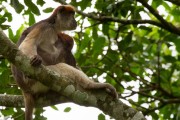 Red colobus monkey and baby : 2014 Uganda